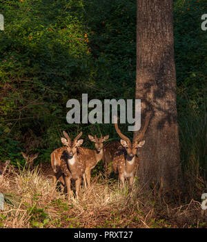 Spotted Deer - bei BR Hills Sanctuary (Karnataka, Indien) Stockfoto