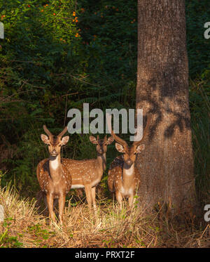 Spotted Deer - bei BR Hills Sanctuary (Karnataka, Indien) Stockfoto