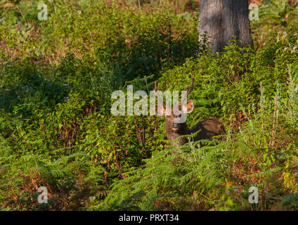 Sambar Hirsche - bei BR Hügel (Karnataka, Indien) Stockfoto