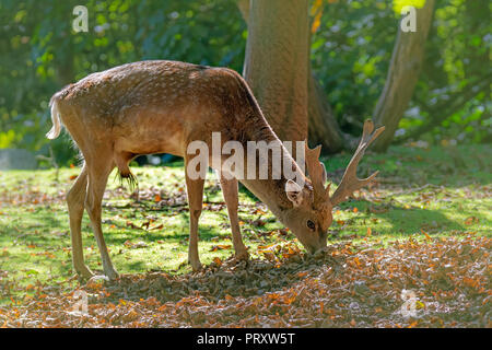 Männliche braun Damwild Browsen in den Wald Stockfoto