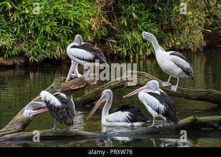 Australische Pelikanen (Pelecanus conspicillatus) nur in Australien und Neuguinea, ruht auf umgefallene Baum im See und das Putzen Federn Stockfoto