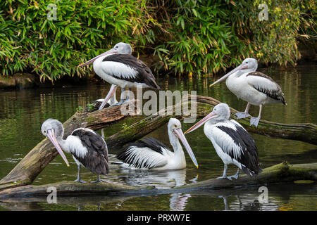 Australische Pelikanen (Pelecanus conspicillatus) nur in Australien und Neuguinea, ruht auf umgefallene Baum im See Stockfoto