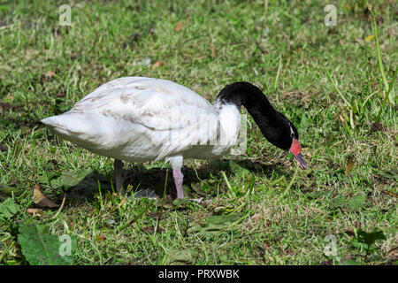 Black-necked Schwan (Cygnus melancoryphus) aus Südamerika die Nahrungssuche im Grünland Stockfoto