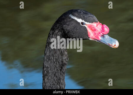 Black-necked Schwan (Cygnus melancoryphus) aus Südamerika, bis der Kopf mit typischen roten Knopf in der Nähe der Basis der Rechnung schließen Stockfoto