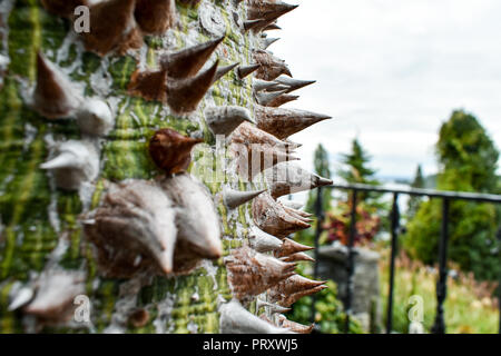 Stachelige Rinde von kapok Tree. Thorn Tree von Bombax ceiba Nahaufnahme scharfe Dorn am Baum Stockfoto