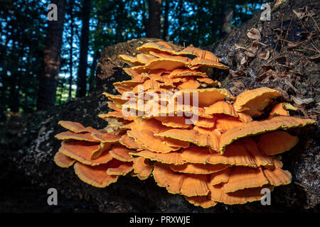 Halterung Pilz - Huhn der Wälder (Laetiporus sulfureus) - Brevard, North Carolina, USA Stockfoto