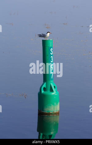 Flussseeschwalbe, Sterna hirundo auf einem Kanal Marker in Kanal See, Kawartha Lakes, Trent Severn Wasserweg, Ontario sitzen Stockfoto