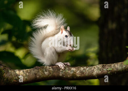 Weißen Eichhörnchen - Farbe Variante des östlichen Grauhörnchen (Sciurus carolinensis) - Brevard, North Carolina, USA Stockfoto