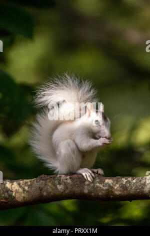 Weißen Eichhörnchen - Farbe Variante des östlichen Grauhörnchen (Sciurus carolinensis) - Brevard, North Carolina, USA Stockfoto