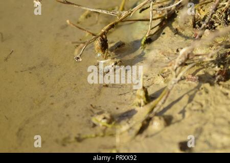 Zwei baby Mediterrane bemalten Fröschen, Discoglossus pictus, kleine froglets nach Metamorphose von Kaulquappen, ruht auf dem Rand eines Wasser pool Malta Stockfoto