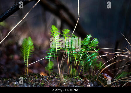 Hart, Farn, Blechnum spicant, auf dem frühen Frühling Waldboden Stockfoto