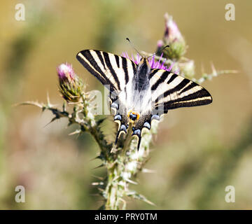 Südliche Segelfalter Iphiclides feisthamelii Art in der Sonne aalen auf einer Distel Kopf in Riaza nördlich von Madrid zentral Spanien Stockfoto