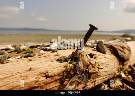 Ein alter Nagel in ein Stück Treibholz am Rande eines Westküste Island Beach. Der Nagel wird seit vielen Jahren gewesen zu sein. Stockfoto