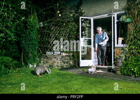 Alte Katze füttern und Europäischen Dachs (Meles meles) im Garten bei Nacht, England, Großbritannien Stockfoto