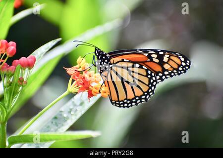Monarch butterfly auf Schmetterling Bush Stockfoto