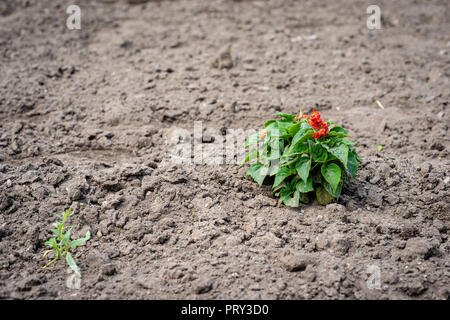 Selektiver Fokus Fotografie. Behandelt den Boden mit einem einsamen Pflanze. Stockfoto