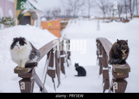 Zwei Katzen sitzen auf hölzernen Geländer in der Nähe des Country House im Freien im Winter. Stockfoto