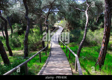 Holzsteg, der zum Strand führt, über die Dünen, von mediterranen Kiefern umgeben. Stockfoto