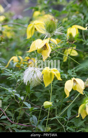 Clematis tangutica Kriechen durch einen verwilderten Garten. Stockfoto