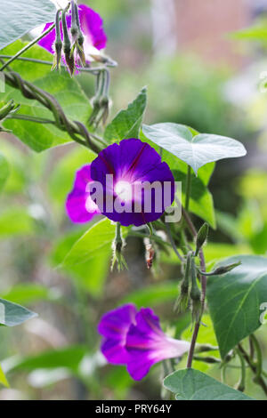 Ipomoea Blume. Morning glory Blumen. Stockfoto