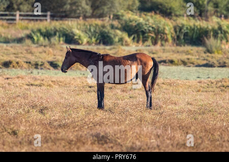 Reinrassigen andalusischen spanische Pferd auf trockenen Weide in 'Doñana Nationalpark Donana Naturpark El Rocio Dorf bei Sonnenuntergang Stockfoto