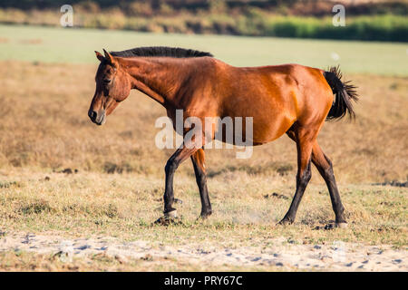 Reinrassigen andalusischen spanische Pferd auf trockenen Weide in 'Doñana Nationalpark Donana Naturpark El Rocio Dorf bei Sonnenuntergang Stockfoto
