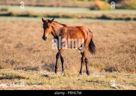 Reinrassigen andalusischen Spanisch Fohlen zu Fuß auf trockenen Weide in 'Doñana Nationalpark Donana Naturpark El Rocio Dorf bei Sonnenuntergang Stockfoto