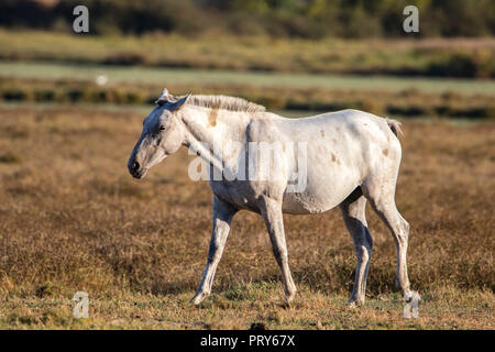 Reinrassigen andalusischen Spanisch trächtige Stute auf trockenen Weide in 'Doñana Nationalpark Donana Naturpark El Rocio Dorf bei Sonnenuntergang Stockfoto