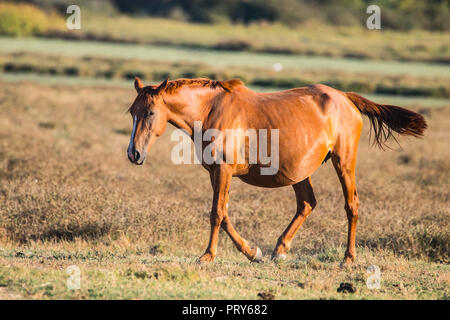 Reinrassigen andalusischen Spanisch trächtige Stute auf trockenen Weide in 'Doñana Nationalpark Donana Naturpark El Rocio Dorf bei Sonnenuntergang Stockfoto