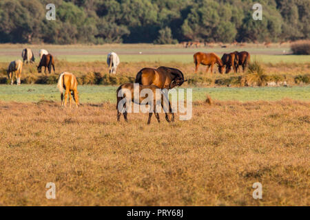 Reinrassigen andalusischen spanische Pferd auf trockenen Weide in 'Doñana Nationalpark Donana Naturpark El Rocio Dorf bei Sonnenuntergang Stockfoto