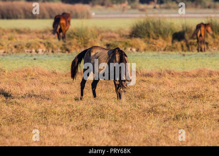 Reinrassigen andalusischen spanische Pferd auf trockenen Weide in 'Doñana Nationalpark Donana Naturpark El Rocio Dorf bei Sonnenuntergang Stockfoto