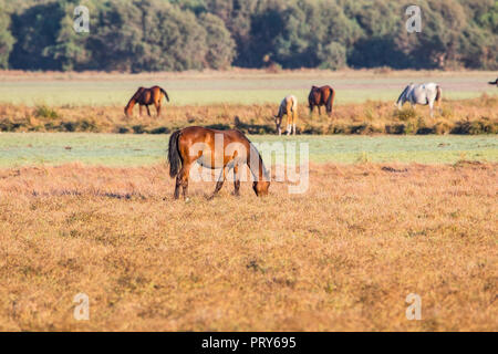 Reinrassigen andalusischen spanische Pferd auf trockenen Weide in 'Doñana Nationalpark Donana Naturpark El Rocio Dorf bei Sonnenuntergang Stockfoto