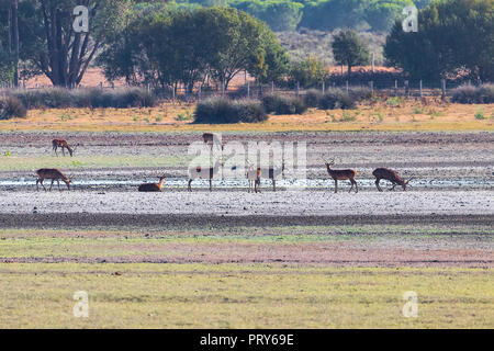 Die Hirsche während der Paarungszeit im 'Doñana Nationalpark Donana Naturpark El Rocio Dorf bei Sonnenuntergang Stockfoto