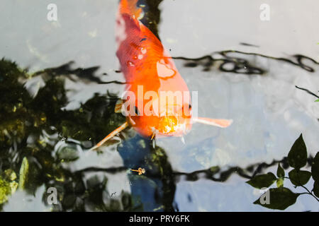 Koi Karpfen oder fancy orange Stockfoto