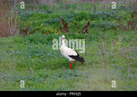 Weißstorch (Ciconia ciconia) in einem Feld im Donana, Andalusien, Spanien Stockfoto