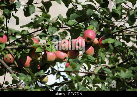 Früchte der Apfel auf einem Baum, von denen einer beschädigt ist und durch das Eindringen der Larve in die Früchte infiziert Stockfoto