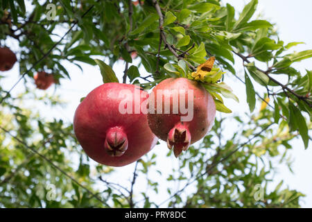 Reifer Granatapfel aus einem weinstock Truss in einem lokalen Garten in Tiflis, Georgien immer hängen. Stockfoto