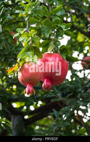 Reifer Granatapfel aus einem weinstock Truss in einem lokalen Garten in Tiflis, Georgien immer hängen. Stockfoto