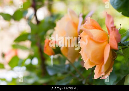 English Rose Golden Celebration. Schließen oben. Schöne Blumen blühen im Garten Stockfoto