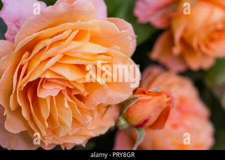 English Rose Golden Celebration. Schließen oben. Schöne Blumen blühen im Garten Stockfoto