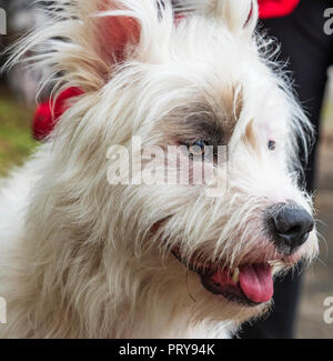 Portrait weiße Half-breed Ardennes Bouvier, Nahaufnahme Stockfoto