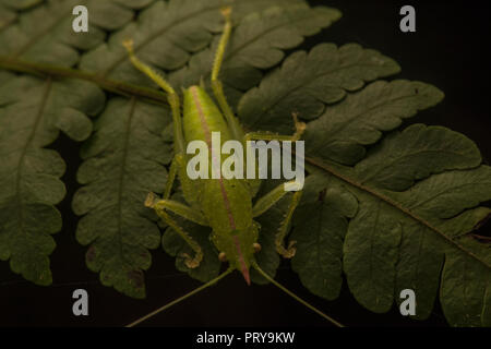 Eine Pfeilspitze, katydid Versuch, auf einem kleinen Farn verborgen zu bleiben. Seine klar, dass dies ein Jugendlicher aus dem Mangel an Flügel. Stockfoto