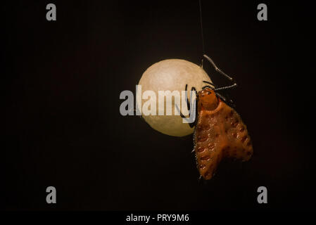 Eine weibliche stacheligen orb Weaver (Micrathena Clypeata) ihre perfekt runde Ei sac im peruanischen Dschungel teilnehmen. Stockfoto