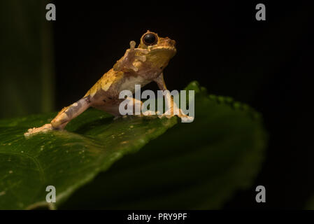 Dendropsophus kamagarini, einer Spezies nur in 2018 beschrieben ist endemisch im peruanischen Dschungel und können auf die Vegetation überstehendes Wasser in der Nacht gefunden werden. Stockfoto