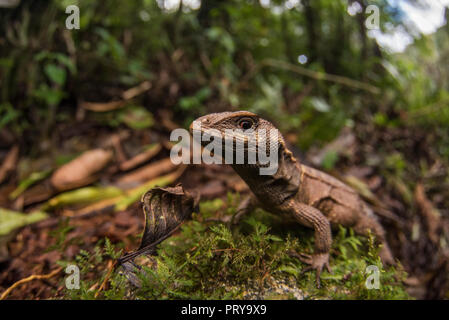 Eine Rose whorltail Iguana (Stenocercus roseiventris) eine seltene Masse Wohnung ECHSE Arten im Regenwald des Amazonas gefunden. Stockfoto