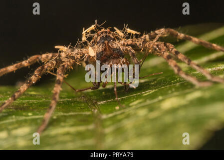 Eine große Huntsman Spinne mit Beute, ein Schwarm von Galle Mücken (Cecidomyiidae) Sitzen auf ihn wahrscheinlich Engagieren in kleptoparasitism und stehlen Essen. Stockfoto