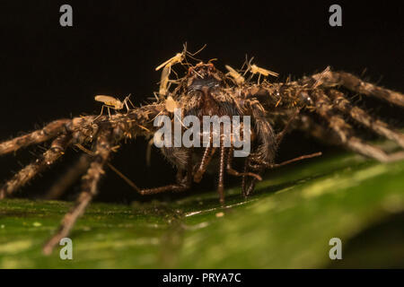 Eine große Huntsman Spinne mit Beute, ein Schwarm von Galle Mücken (Cecidomyiidae) Sitzen auf ihn wahrscheinlich Engagieren in kleptoparasitism und stehlen Essen. Stockfoto