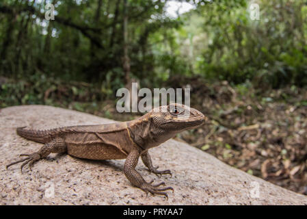 Eine Rose whorltail Iguana (Stenocercus roseiventris) eine seltene Masse Wohnung ECHSE Arten im Regenwald des Amazonas gefunden. Stockfoto