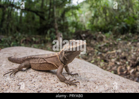 Eine Rose whorltail Iguana (Stenocercus roseiventris) eine seltene Masse Wohnung ECHSE Arten im Regenwald des Amazonas gefunden. Stockfoto