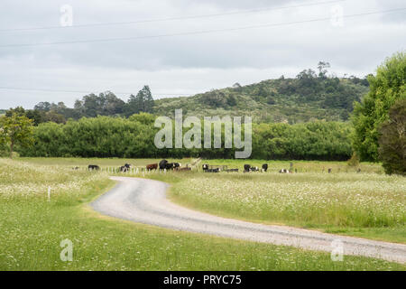 Herde Vieh auf der Weide auf Ackerland umgeben von sanften, grünen Hügeln in Kawakawa, Neuseeland Stockfoto